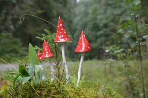 /Gallery/2020/08/dsc_5614jpg-300x199.jpg