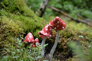 /Gallery/2020/08/dsc_5629jpg-300x199.jpg